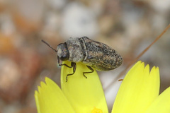 Anambodera