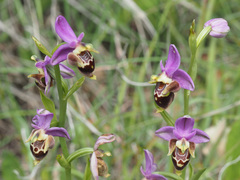 Ophrys heldreichii