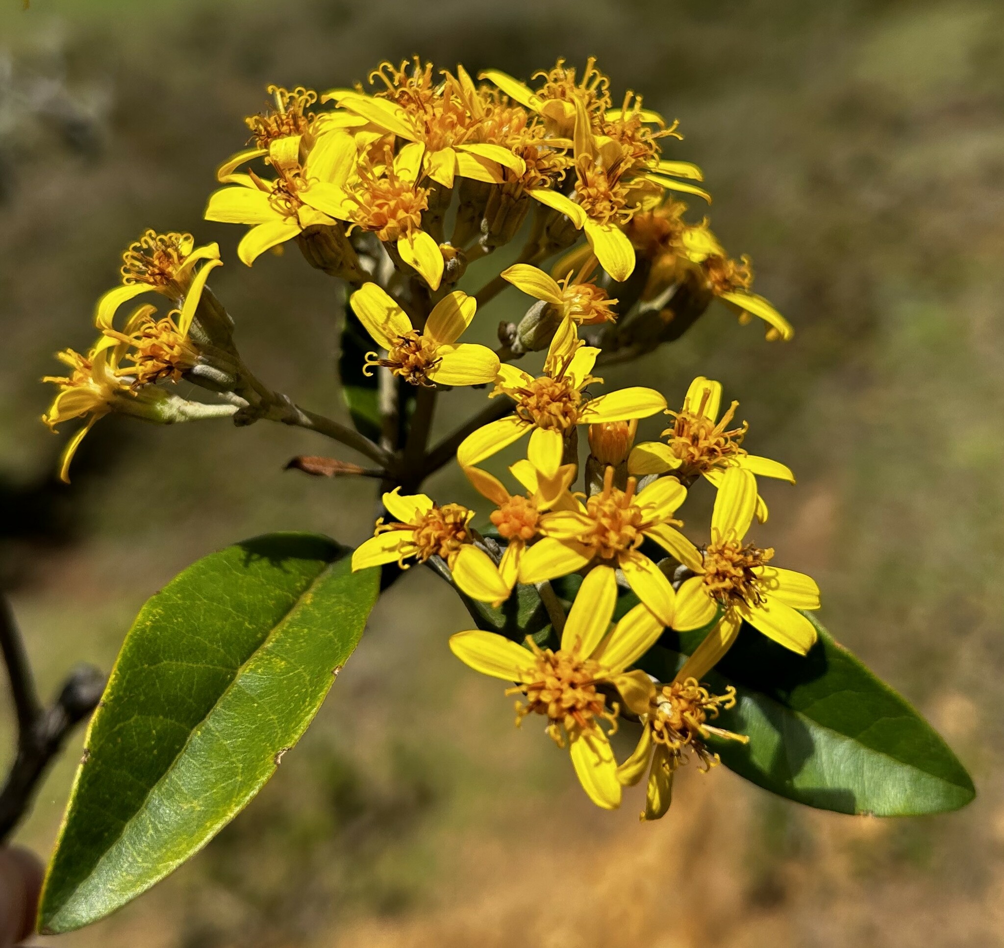 Gynoxys laurifolia image