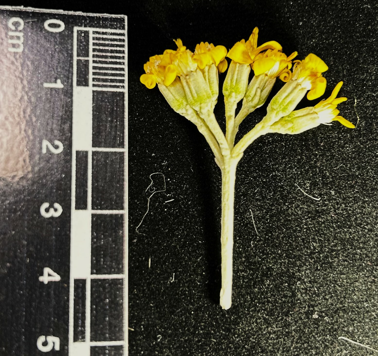 Gynoxys image