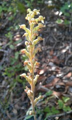 Sarcoglottis schaffneri