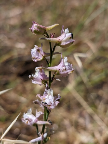 Image of Delphinium hesperium by (c) Ken-ichi Ueda, some rights reserved (CC BY)