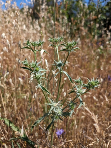 Image of Eryngium jepsonii by (c) Ken-ichi Ueda, some rights reserved (CC BY)