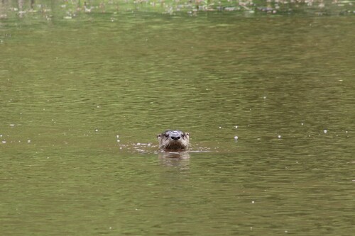 North American River Otter photographed in Arkansas