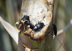 Scyphophorus yuccae