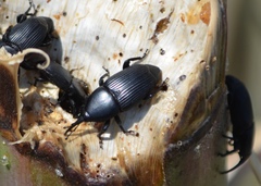 Scyphophorus yuccae