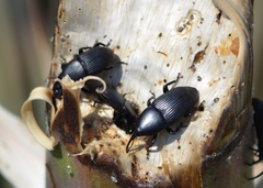 Scyphophorus yuccae