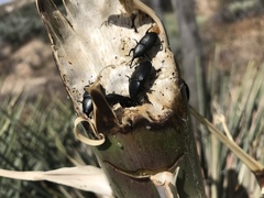 Scyphophorus yuccae