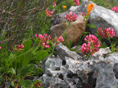 Anthyllis vulneraria rubriflora