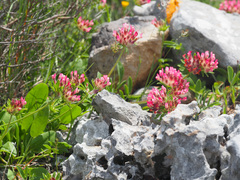 Anthyllis vulneraria rubriflora