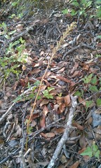 Sarcoglottis schaffneri