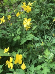 Chelidonium majus