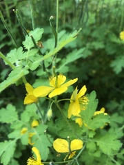 Chelidonium majus