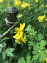 Chelidonium majus