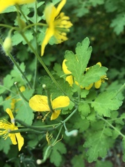 Chelidonium majus