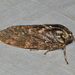 Alpine Hairy Cicada - Photo (c) Zac Billingham, some rights reserved (CC BY-NC), uploaded by Zac Billingham