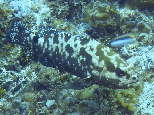 Marbled Grouper