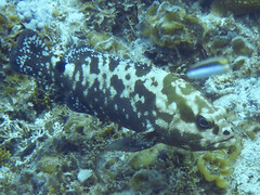Marbled Grouper