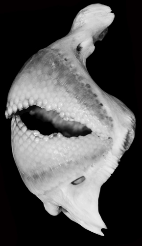 Conway (Oplegnathus woodwardi) — Oplegnathidae