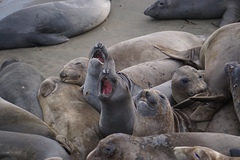 Northern Elephant Seal photo 5