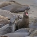 Northern Elephant Seal - Photo (c) gerxbkk, some rights reserved (CC BY-NC)