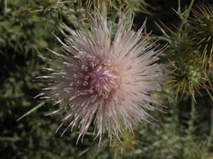Cirsium mohavense
