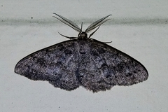 Melanolophia imitata