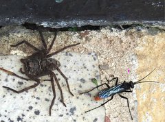 Tachypompilus analis