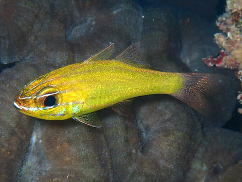 Ostorhinchus luteus observed 2024-05-15