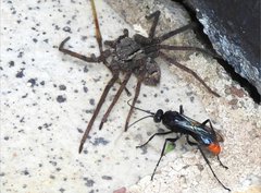 Tachypompilus analis