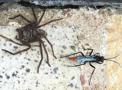 Tachypompilus analis