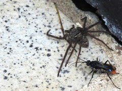 Tachypompilus analis