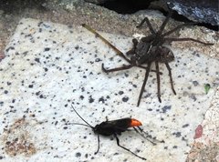 Tachypompilus analis