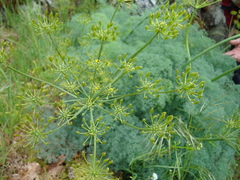 Lomatium papilioniferum