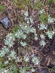 Antennaria dimorpha