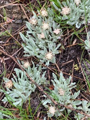 Antennaria dimorpha