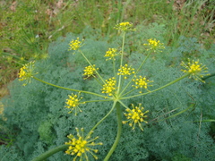 Lomatium papilioniferum