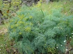 Lomatium papilioniferum