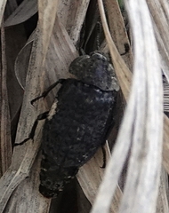 Thanatophilus lapponicus