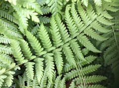 Amauropelta beddomei