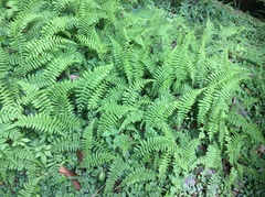 Amauropelta beddomei