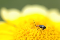 Luperomorpha sasajii