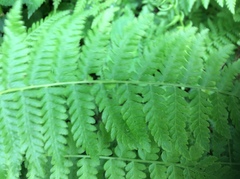 Amauropelta beddomei