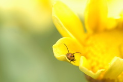 Luperomorpha sasajii