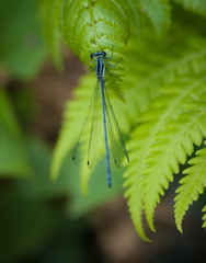 Calicnemia pulverulans