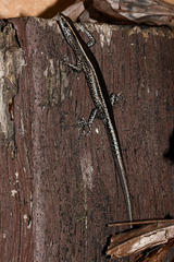 Cryptoblepharus pulcher pulcher