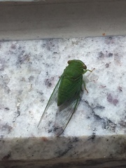 Chremistica ochracea