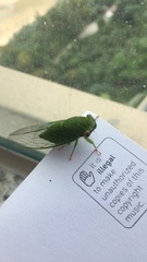 Chremistica ochracea