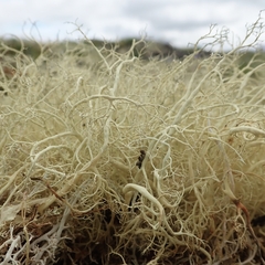 Alectoria ochroleuca