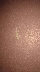 Hemidactylus robustus